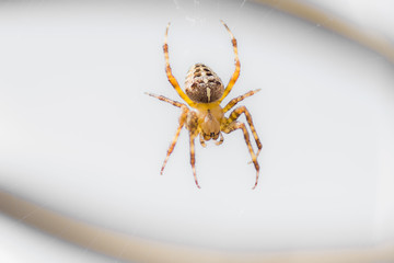 Haarige Kreuzspinne wartet auf frisches Futter