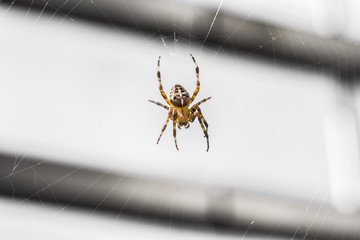 Kreuzspinne wartet in ihrem Spinnennetz auf fette Beute