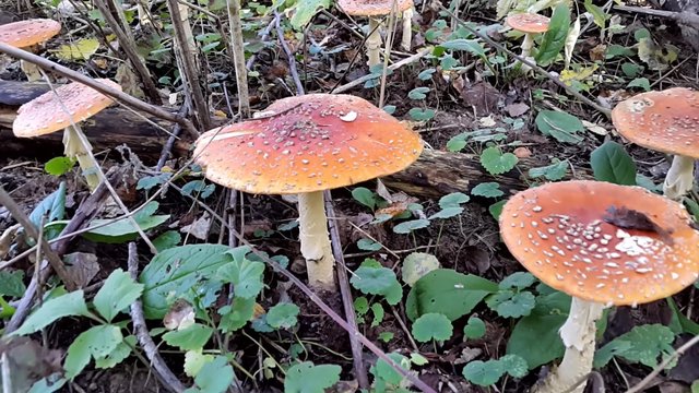 Many fly agaric mushrooms in the autumn forest