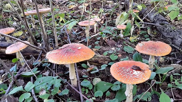 Many fly agaric mushrooms in the autumn forest