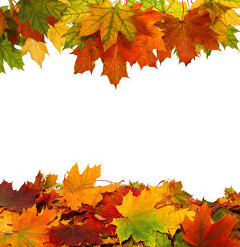 Autumn maple falling leaves isolated on white background