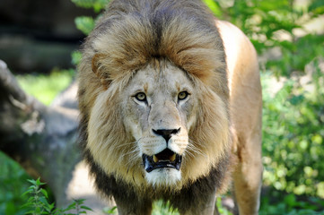 Wild lion at the Hellabrunn Zoo in Munich