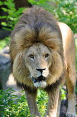 Wild lion at the Hellabrunn Zoo in Munich