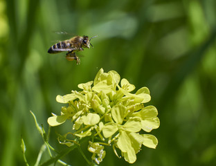 Hard working honey bee, pollinating yellow wild flower