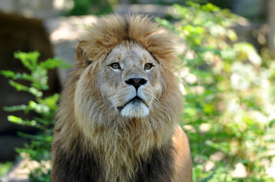 Wild lion at the Hellabrunn Zoo in Munich