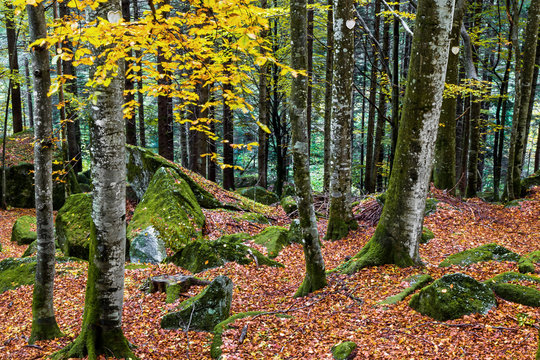 bosco di faggi in autunno