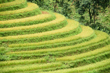 Rice fields on terrace  at SAPA, Lao Cai, Vietnam