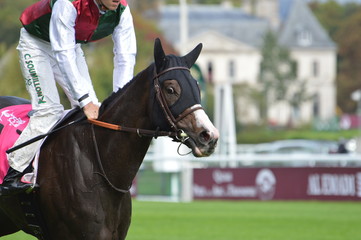 Obraz premium cheval de course