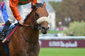 cheval de course