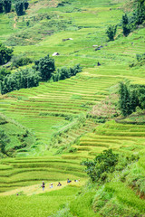 Fototapeta na wymiar Rice fields on terraced in rainny season at SAPA, Lao Cai, Vietn