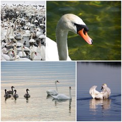 Swans - photo collage © emar