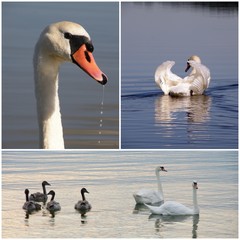 Swans - photo collage © emar