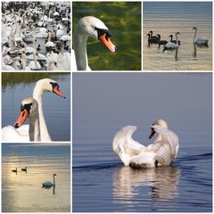Swans - photo collage © emar