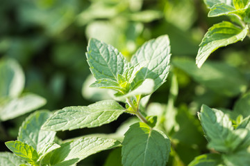 Fresh mint