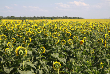 Fototapeta premium Field of blooming sunflowers