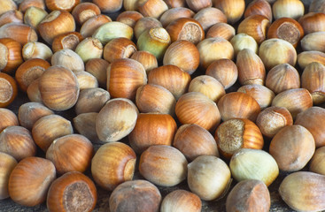 Fresh brown hazelnut as background.
