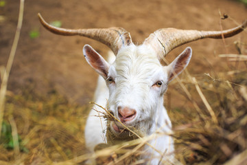 Obraz premium domestic goat with big horns. domestic goat with big horns chew hay, close-up