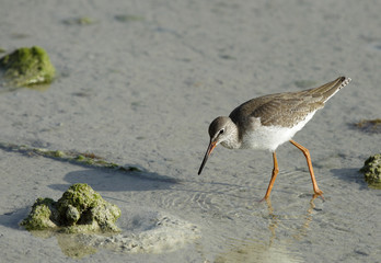 Redshank