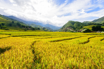 Fototapeta premium Rice fields on terraced in rainny season at SAPA, Lao Cai, Vietn