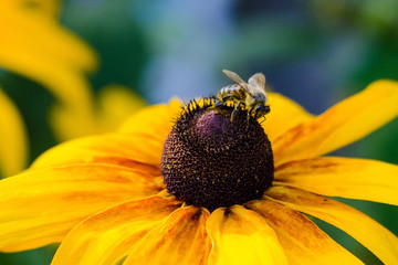 Bee on the flower