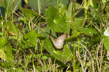 White Peacock Butterfly