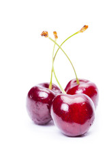 Cherry 
