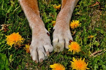 Dog Paws