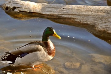 Sitting Duck