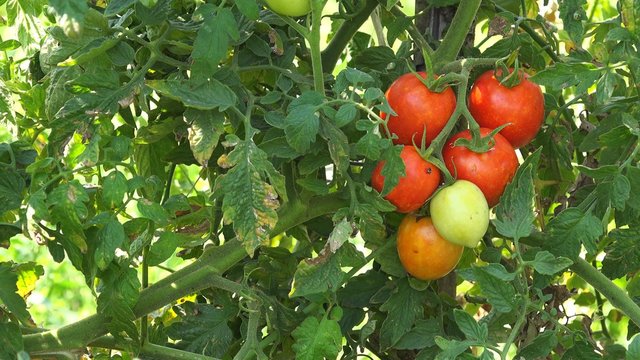 Organic tomato garden, homegrown healthy vegetable plants, 4k uhd footage.