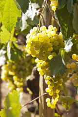 bunches of grapes in the vineyard