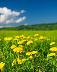 Yellow dandelions on green field