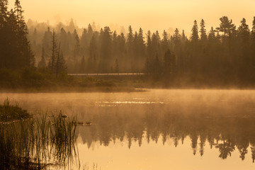 early morning sunrise and reflection of a forest in a river water