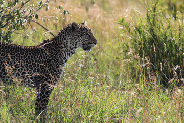 Wild leopard in savanna, Kenya