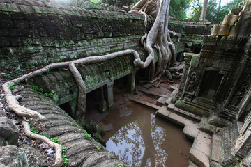 Ruins of Ta Prohm temple in Angkor, Cambodia