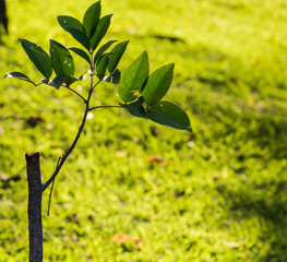 Leaf in garden
