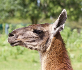 Obraz premium Close-up of a beautiful lama