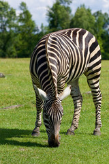 Obraz na płótnie Canvas Zebra's background