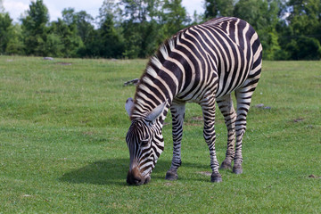 Obraz na płótnie Canvas Zebra on the field