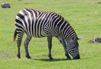 Fototapeta na wymiar Beautiful background with the zebra on the field