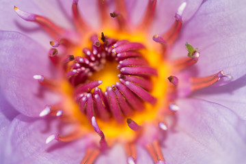 Fototapeta premium beautiful lotus