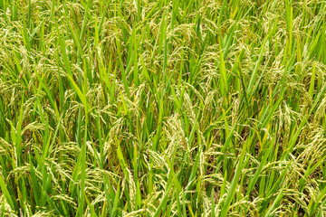 Rice fields on terraced in rainny season at SAPA, Lao Cai, Vietn
