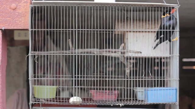 Bird names "Common hill myna" in cage