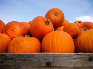 Giant pumpkins on blue sky