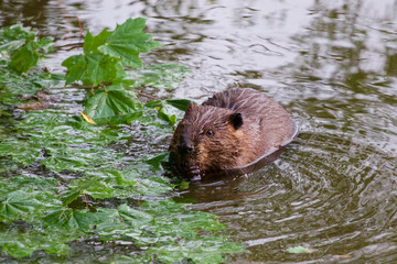 The North American beaver