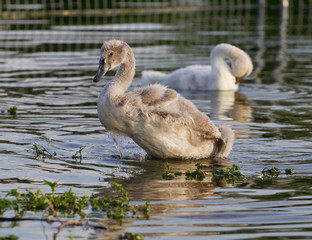 The young swans near the shore