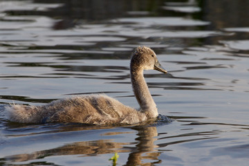 The beautiful close-up of the swimming young swan