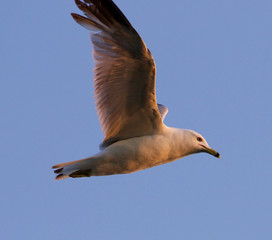 Fototapeta na wymiar The gull's flight in the evening sky