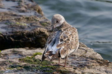 The gull is cleaning her feathers