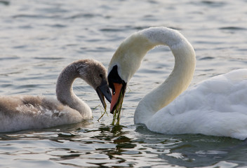 Fototapeta premium The mother-swan and her son. The shape of the heart