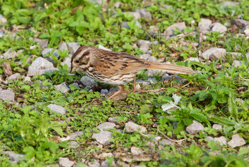 The sparrow is looking for the food in the grass